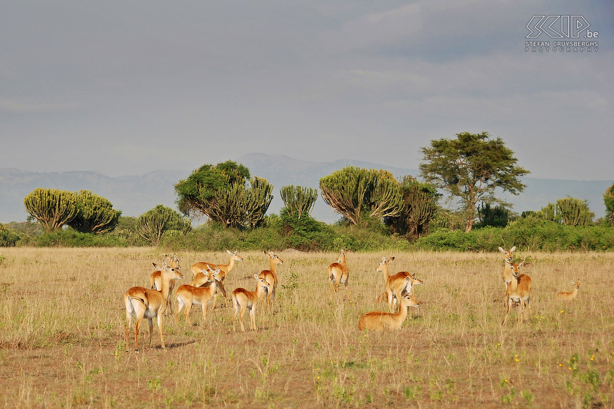 Queen Elizabeth - Kobs De kobs zijn in Oeganda de meest voorkomende antilopensoort. Stefan Cruysberghs